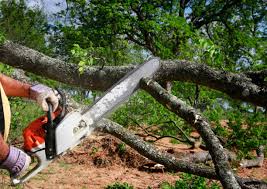 How Our Tree Care Process Works  in Glasgow, VA